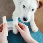 Erste Hilfe am Hund