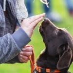 Alltags-Hundekurs 4 Alltags-Hundekurs