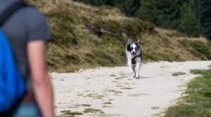 Aktuelles 33 Rückruf trainieren in der Hundeschule