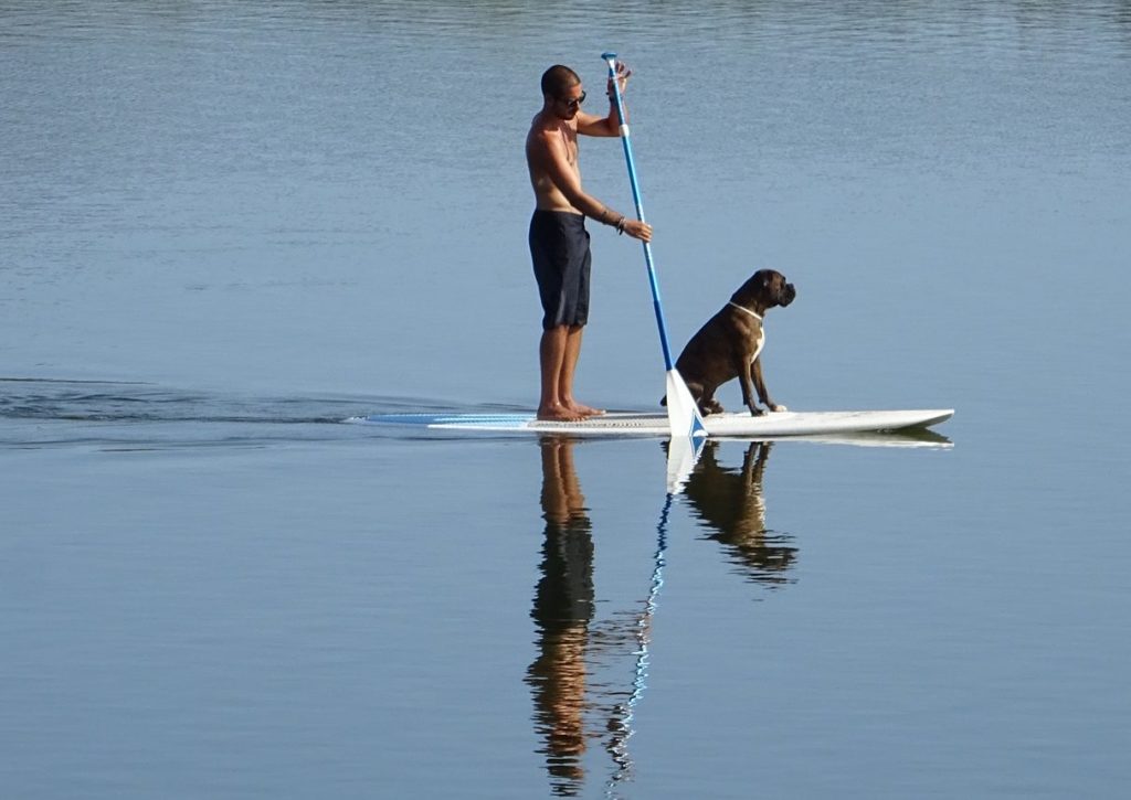 Stand-Up-Paddling mit Hund (SUP mit Hund)