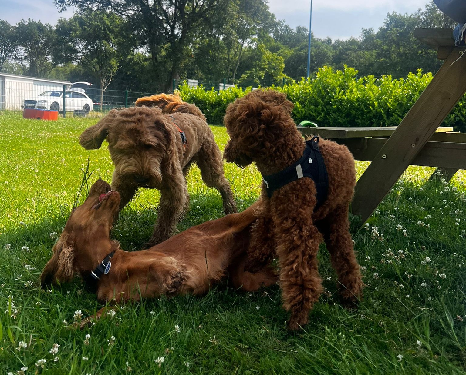 *Welpen-Spezial* Freilauf - Spielstunde - Sozialkontakt