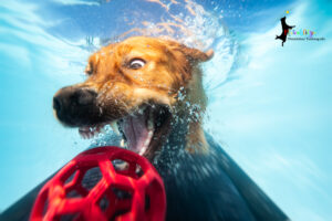 Aktuelles 21 Hunde unterwasser 01