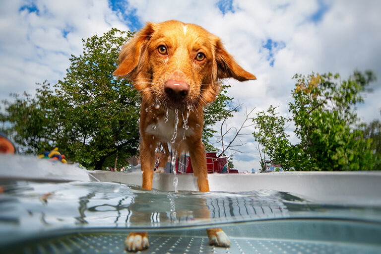 Hunde unterwasser 02
