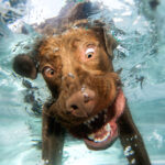 Hunde Unterwasser Shooting - Pfotenblitzer