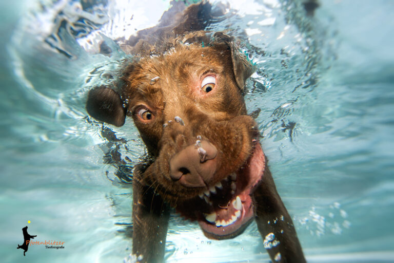 Hunde unterwasser 03