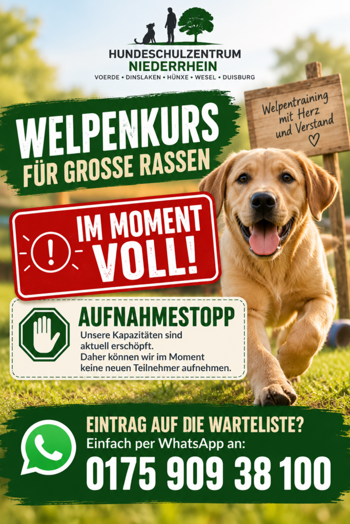 Welpenkurs für große Rassen (So.) 1 Welpenkurs aktuell ausgebucht