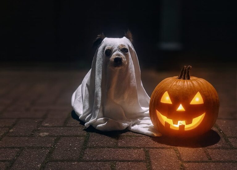 Kursplan 20 Halloween mit Hund 1