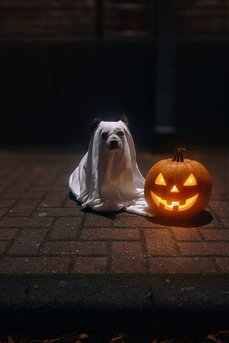 👻 Gruselwalk & Gruselspielchen – Halloween mit deinem Hund! 🎃🐾 1 Halloween mit Hund