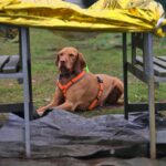 Grunderziehungs-Kurs am Sonntag 3 Grunderziehungs-Kurs am Sonntag